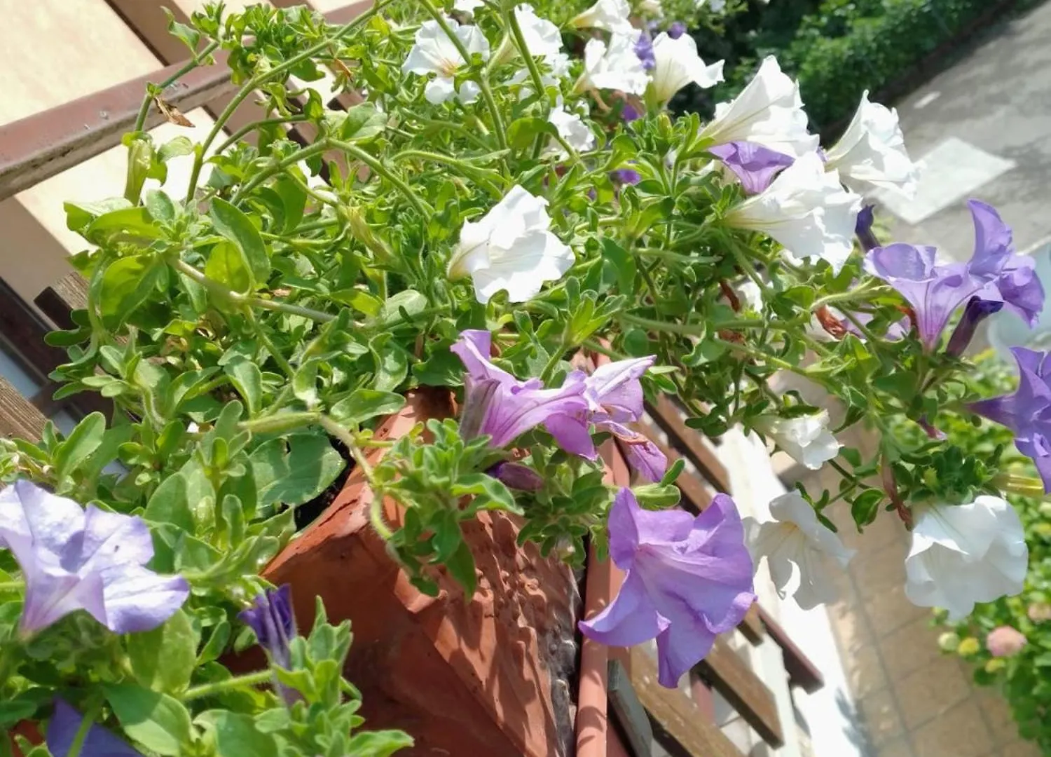Aparthotel Residence Giardino Montecreto